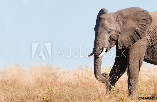 Bild på Wild African Elephant